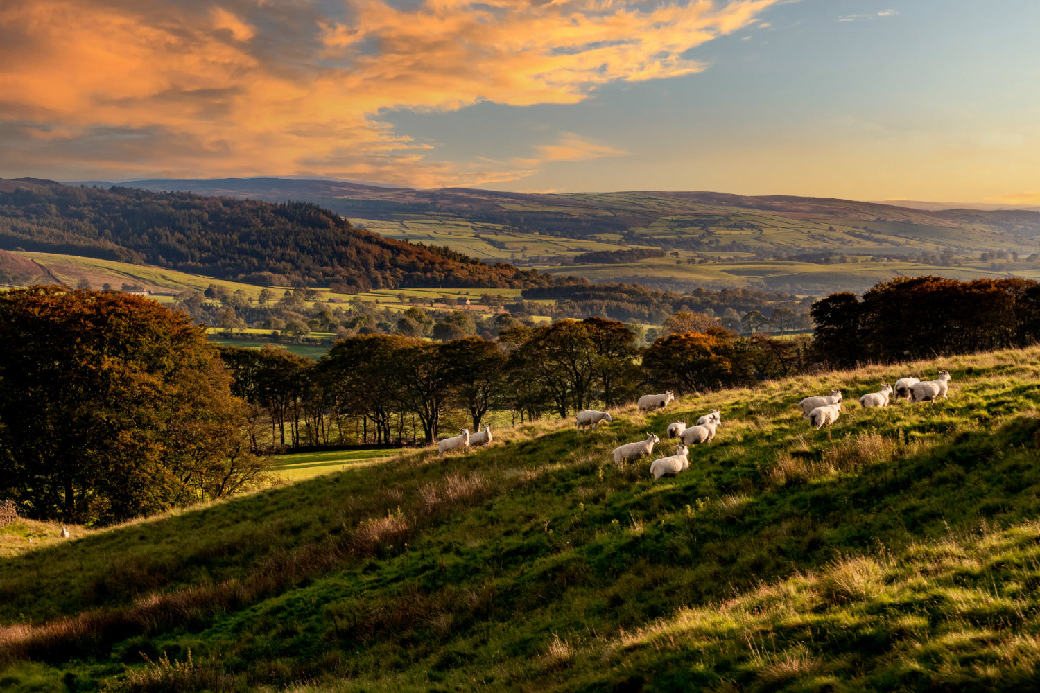 Yorkshire Dales pastoral landscape. Sheep on a green hillside in evening light, with the moors fading into the distance behind.